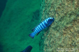 Labeotropheus trewavasae 'Higga Reef'